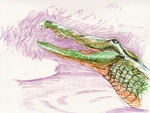 Gator