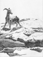 Mountain Goat