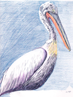 Pelican