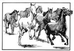 horses